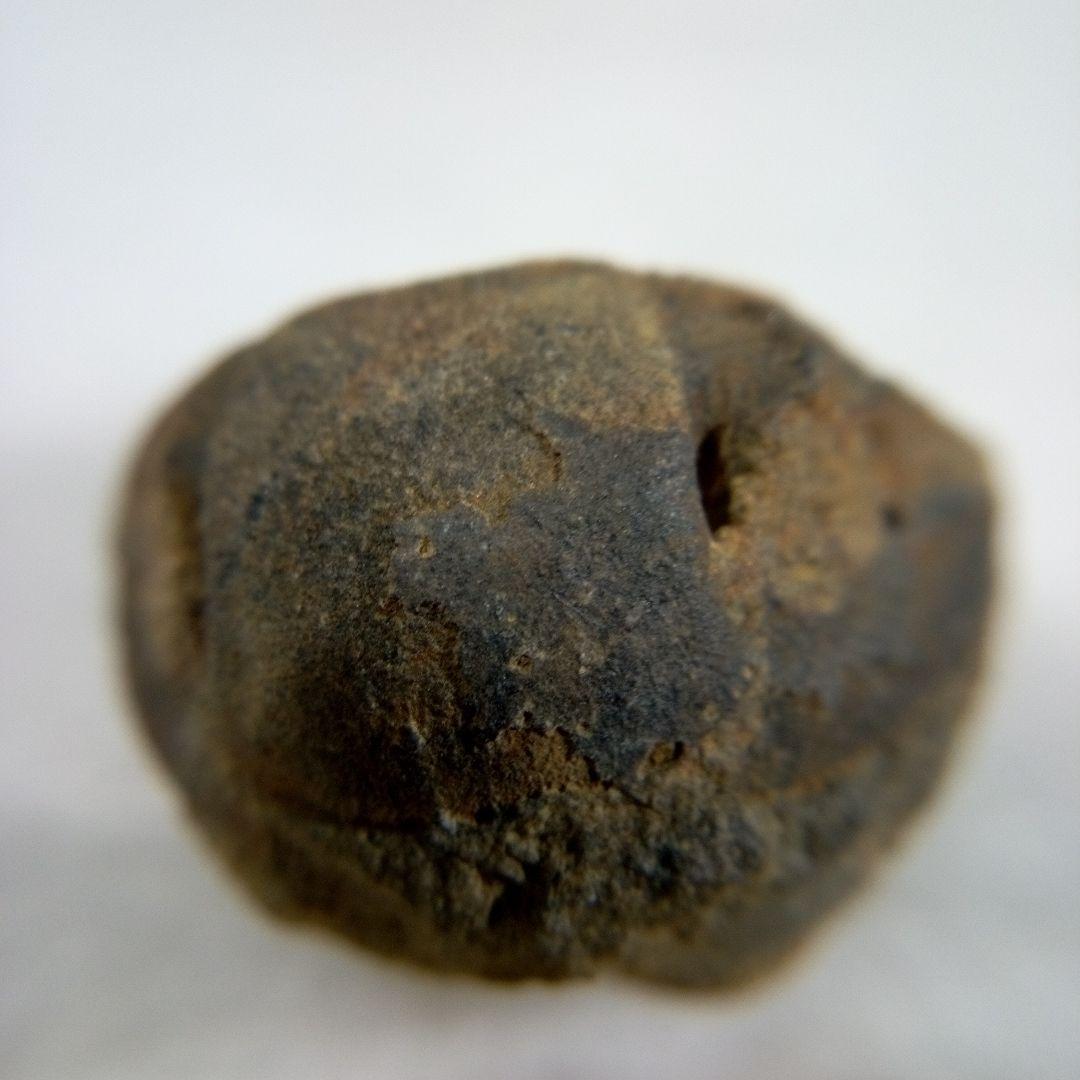 三葉虫　化石　三葉虫化石　究極のレトロ　fossil　ボリビア産　化石管理番号⑯