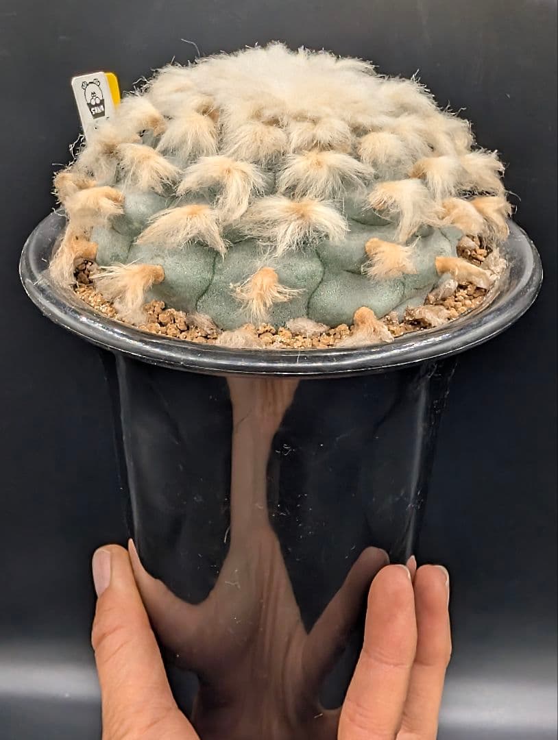 B*k様 ロホホラ 烏羽玉 鉢植え メルカリ便送料込み