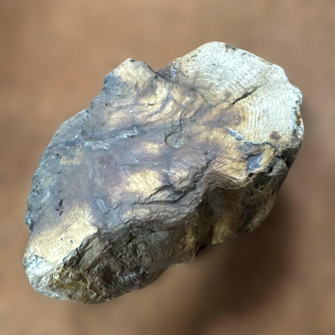 珪化木 木の化石