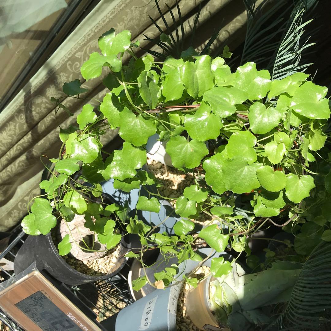 アフリカ亀甲竜迫力ある、大株です。葉を付けて、大きく成長しています。