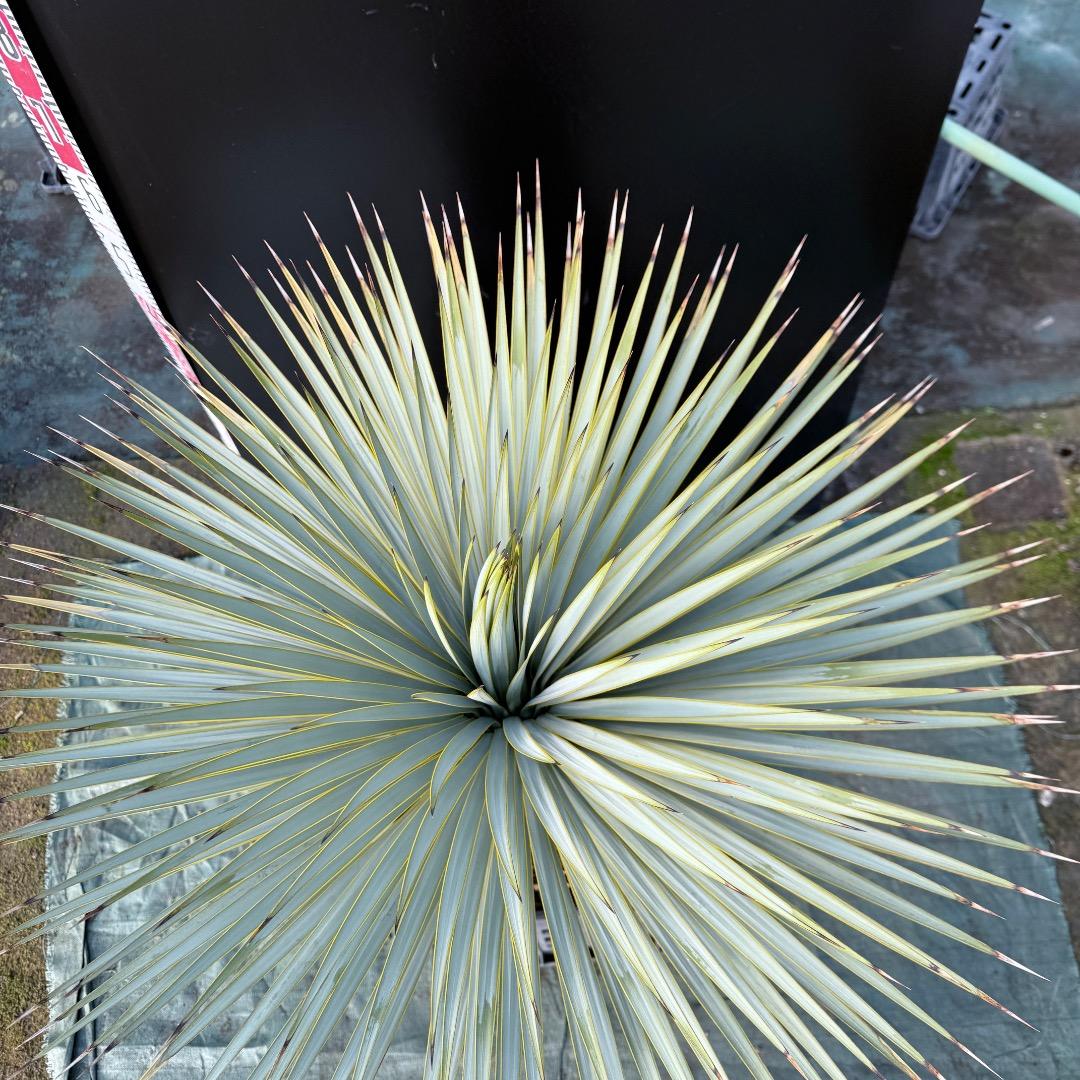 【AL1107】ユッカ　ロストラータ 超美形　極太