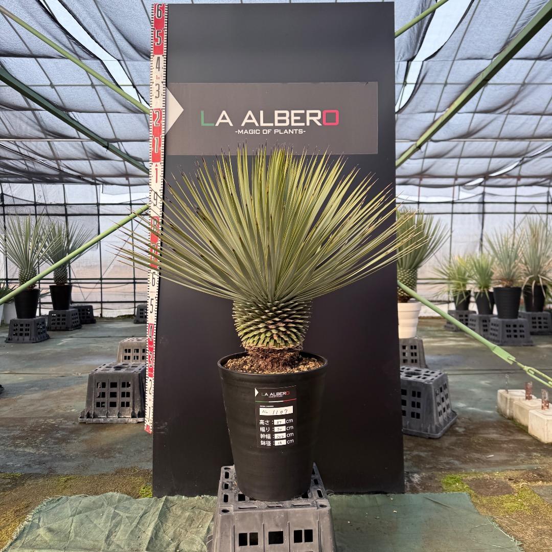 【AL1107】ユッカ　ロストラータ 超美形　極太