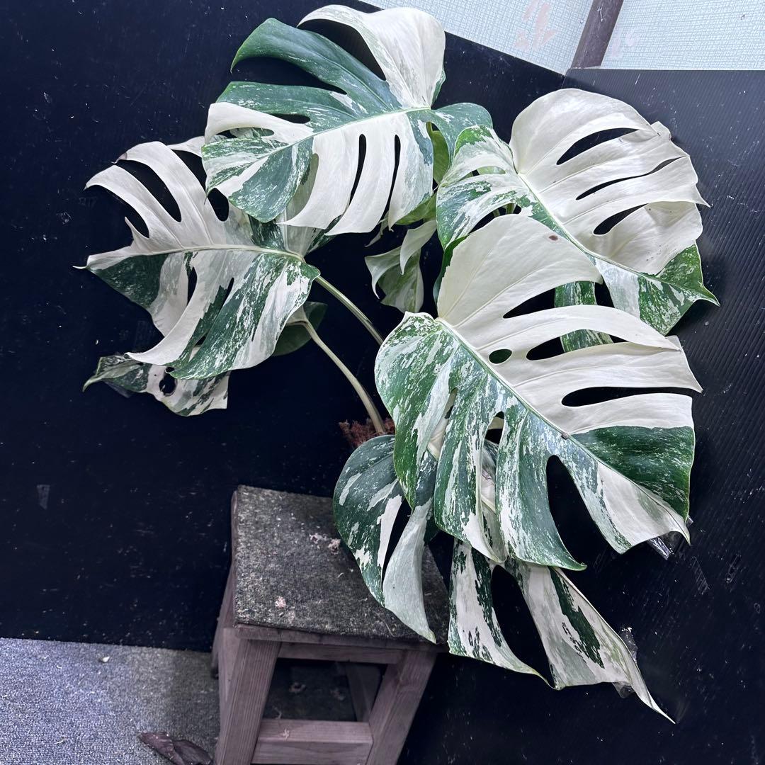 N*A様 斑入りモンステラ ホワイトタイガー極美大株73cm白斑多