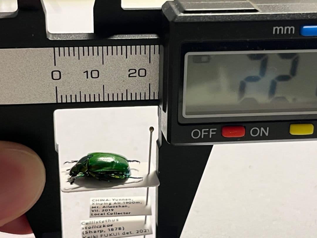 【極美展足】スジコガネの一種　標本 福井敬貴作品 真作 プラチナコガネ