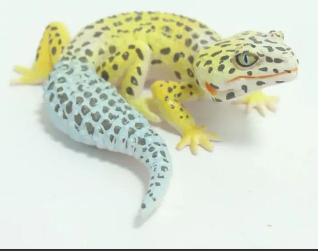 送料無料　激レア!　ヒョウモントカゲモドキ　フィギュア