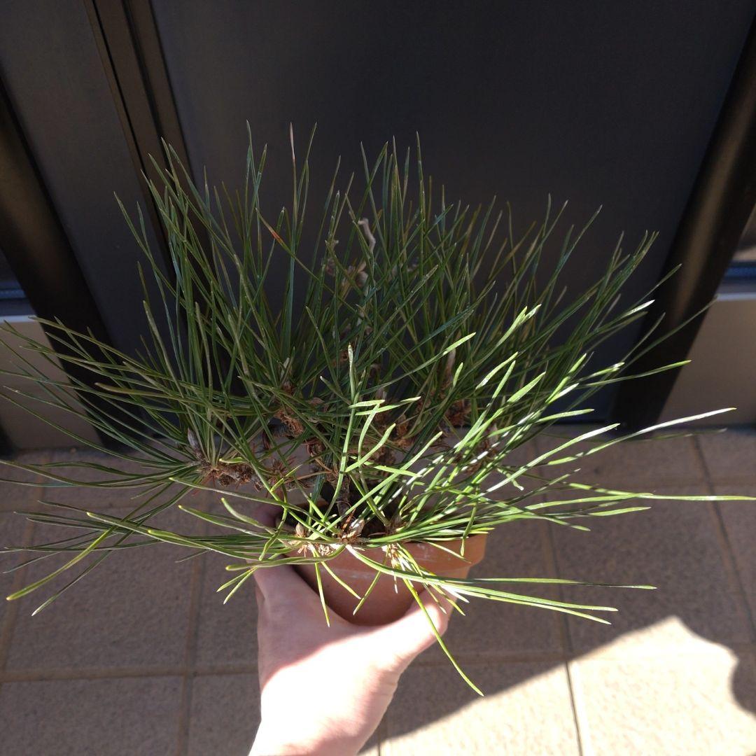 黒松 小品 盆栽 素材