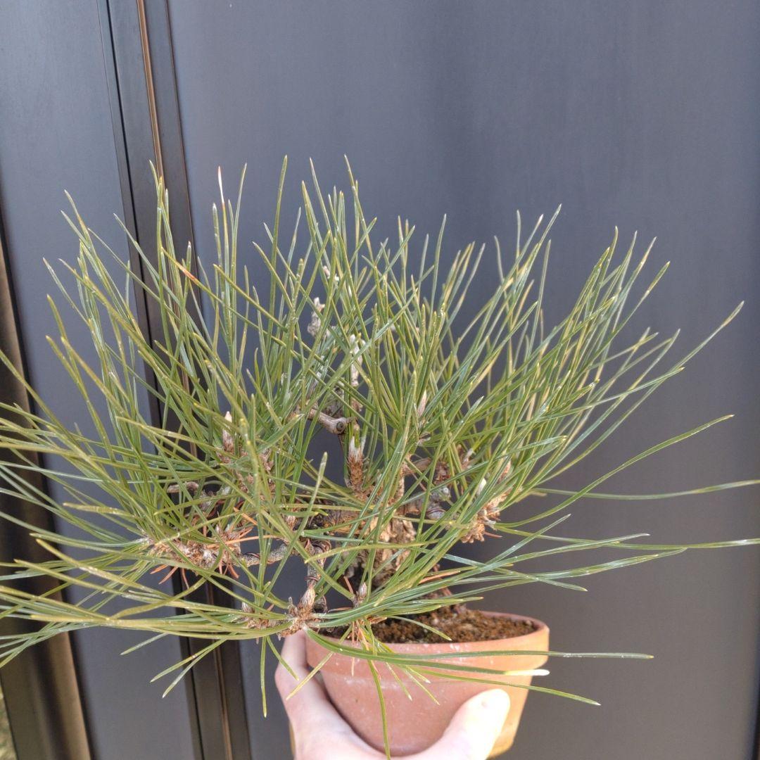 黒松 小品 盆栽 素材