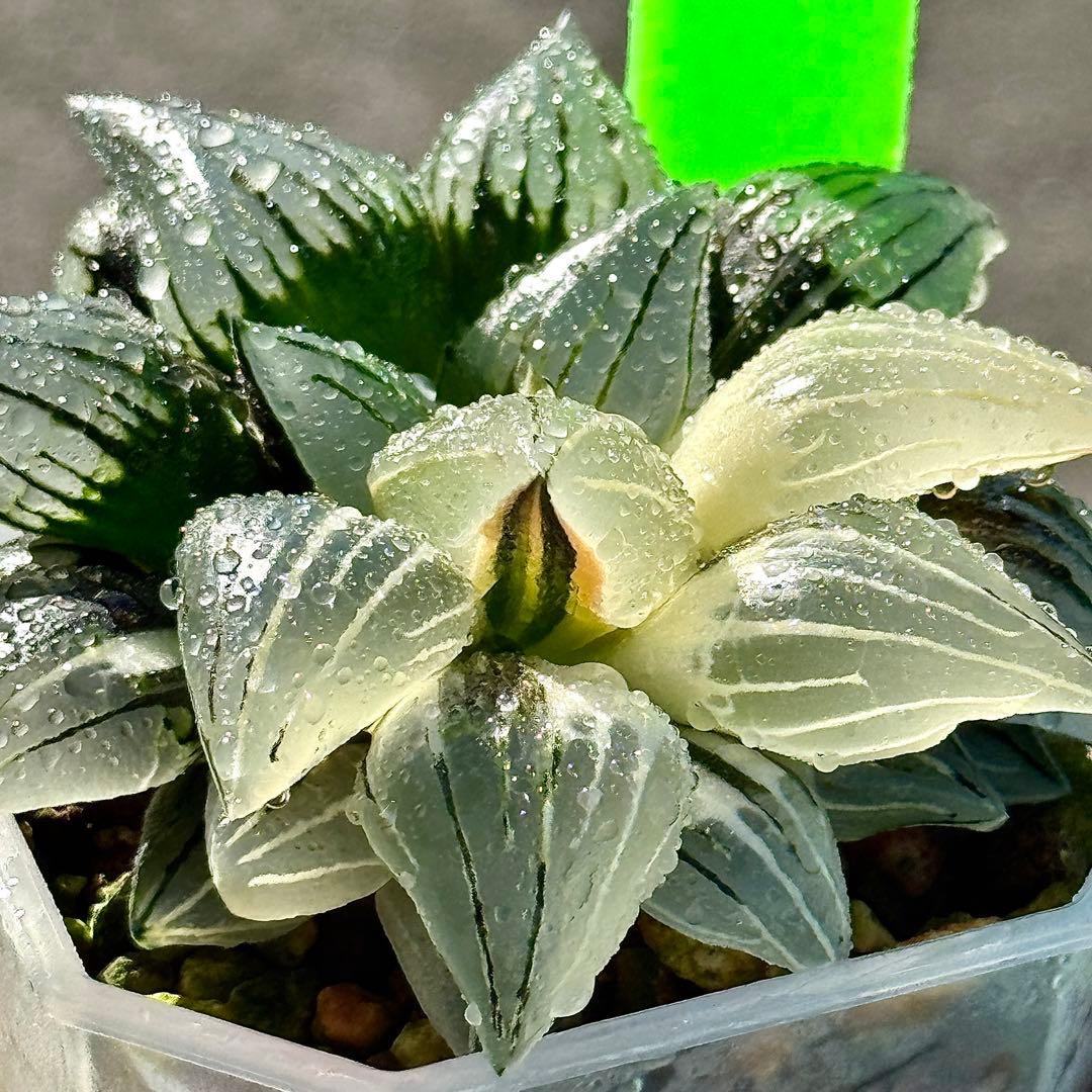 チ*ー様 アトロフスカミュータント錦　超美株　ハオルチア　観葉植物　47