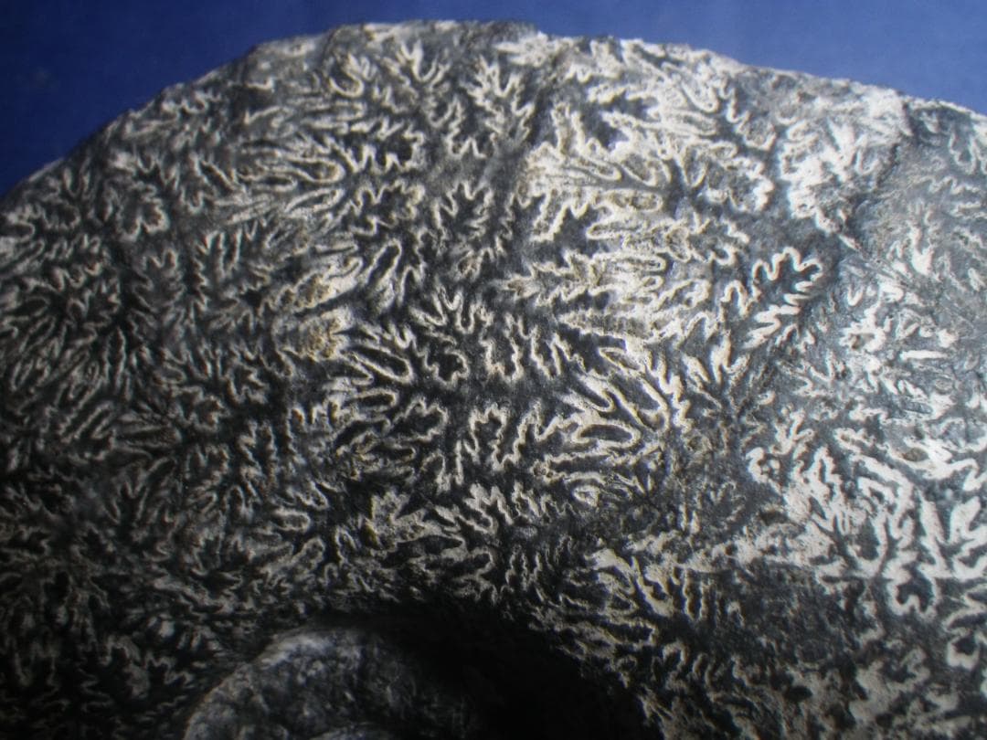 国産化石 パキ ２５１０１２－５