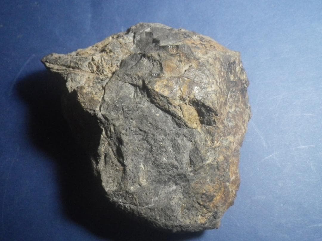 国産化石 パキ ２５１０１２－５