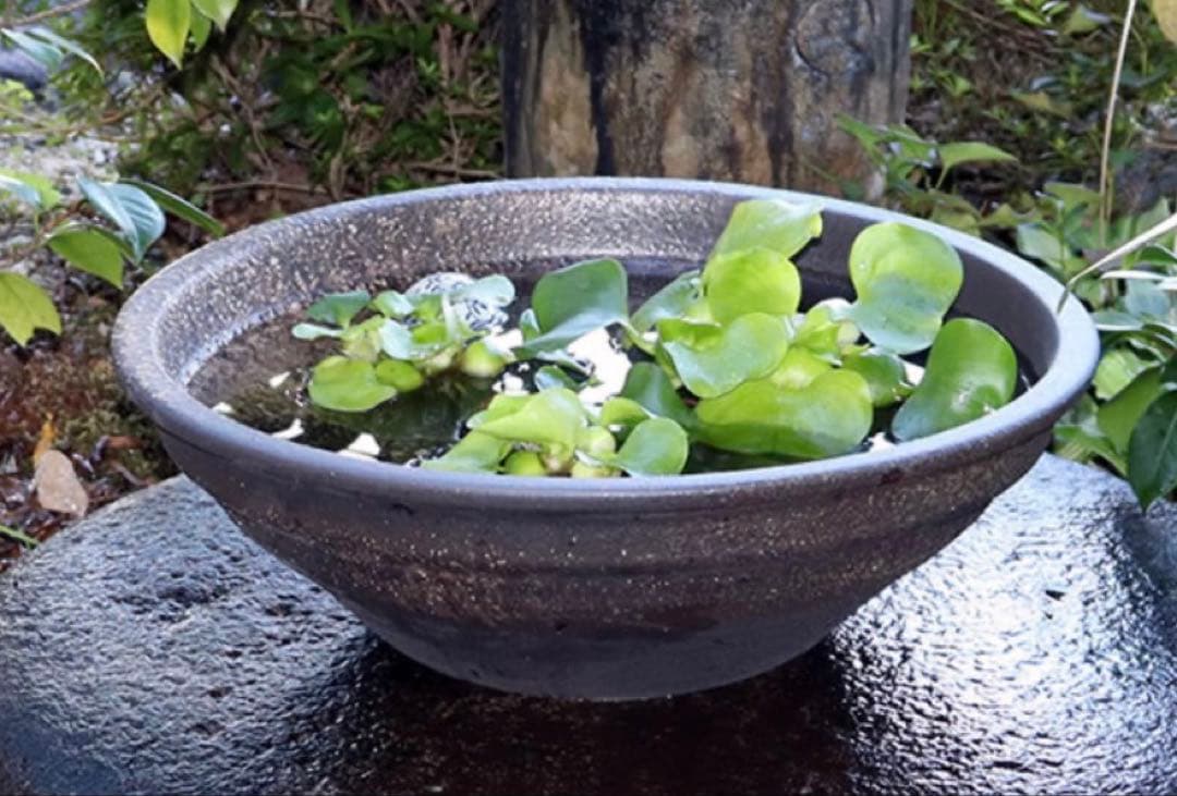 黒色のメダカ鉢 金魚鉢　睡蓮鉢　直径約44cm