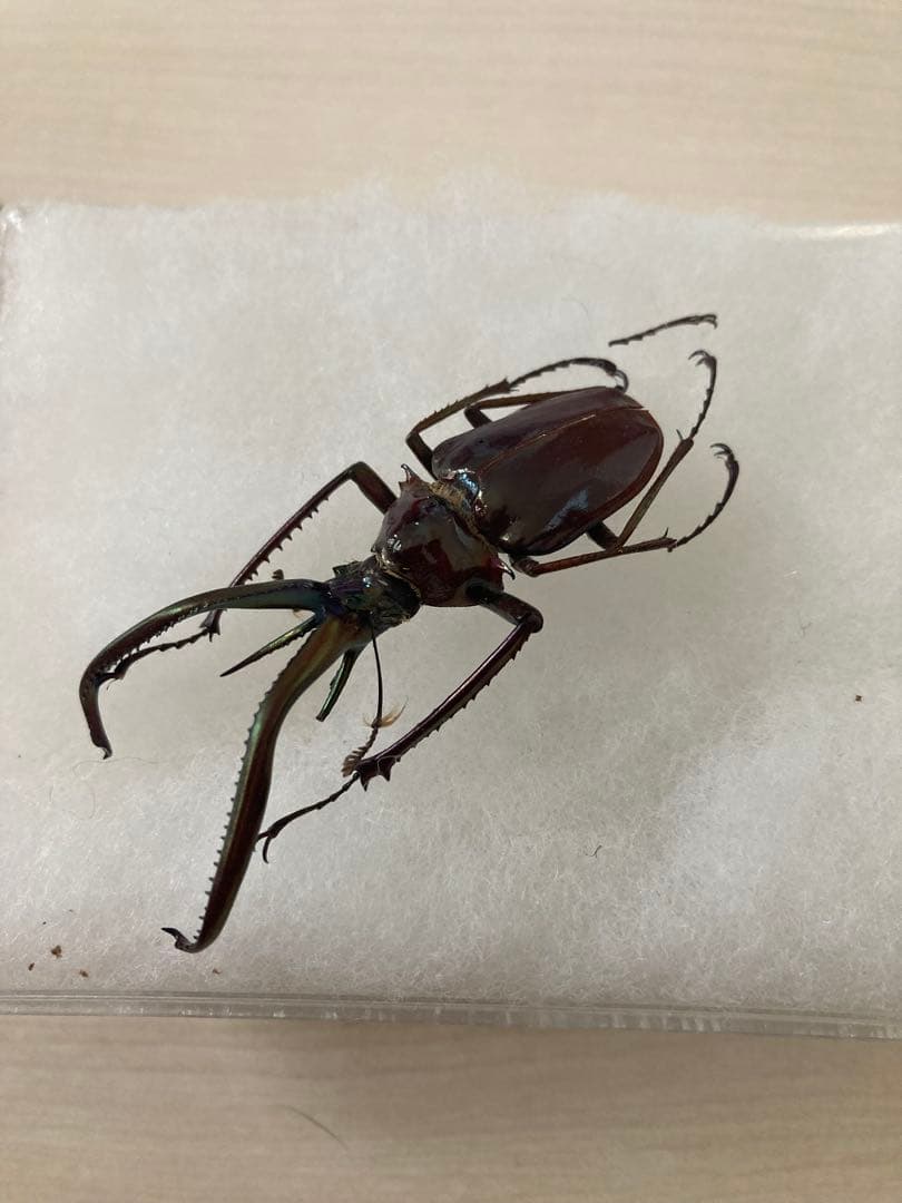 コガシラクワガタ　チリクワガタ 60mm 標本