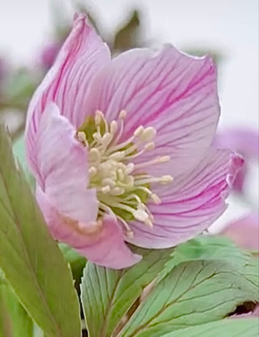 ★チベタヌス★透き通るようなピンク地にくっきりベイン4年苗★クリスマスローズ苗