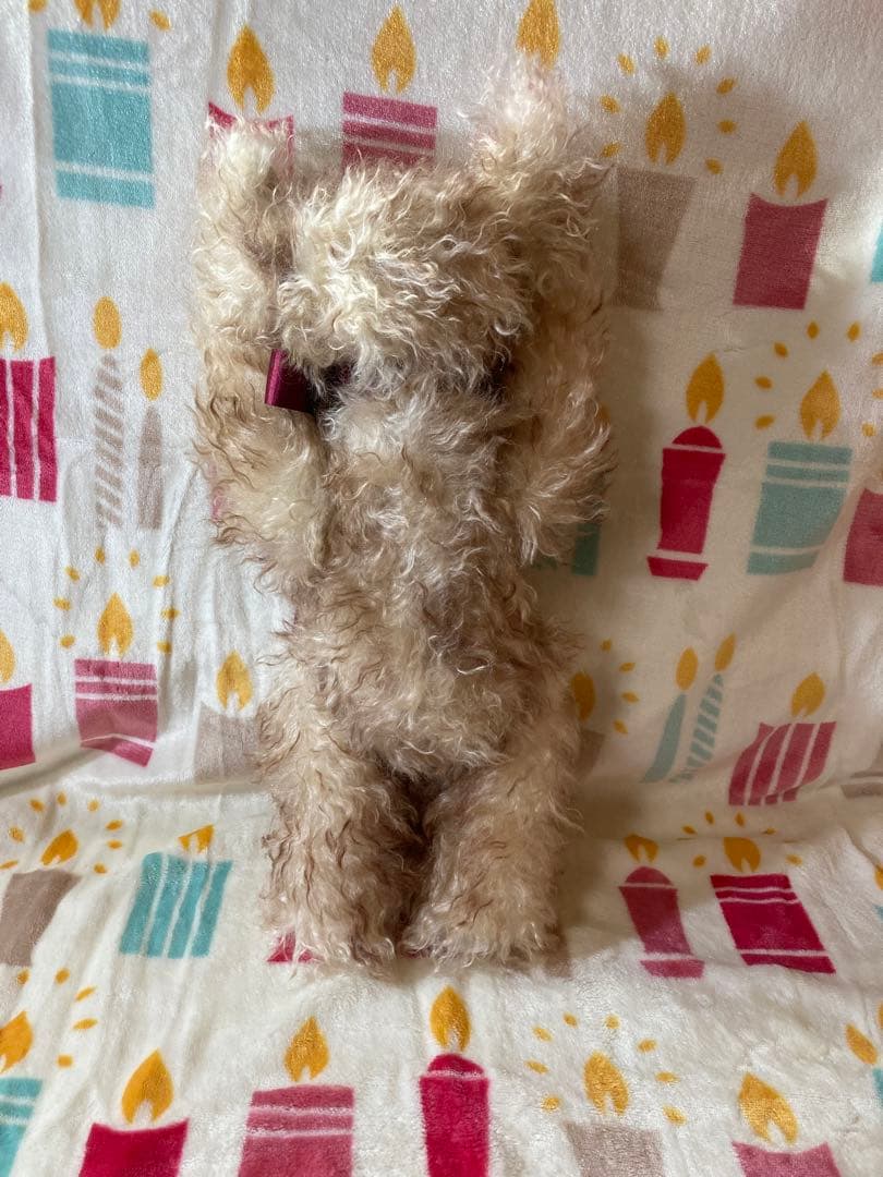 シュタイフ　テディベア 作家物 コレクション モヘア　ビンテージ　イギリス