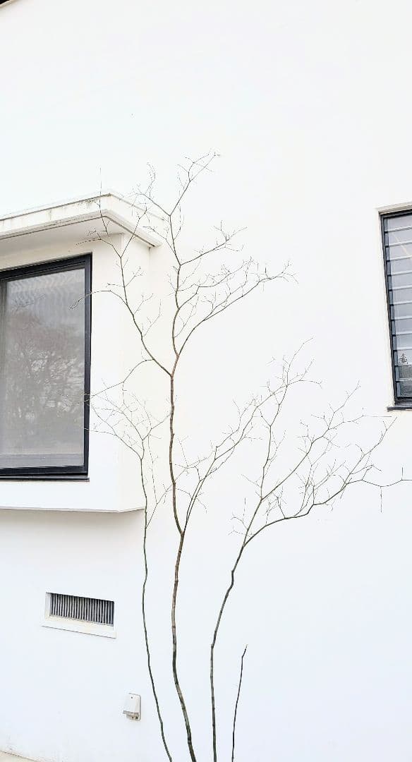 HIME_01_17さま。。山採りコハウチワカエデ。