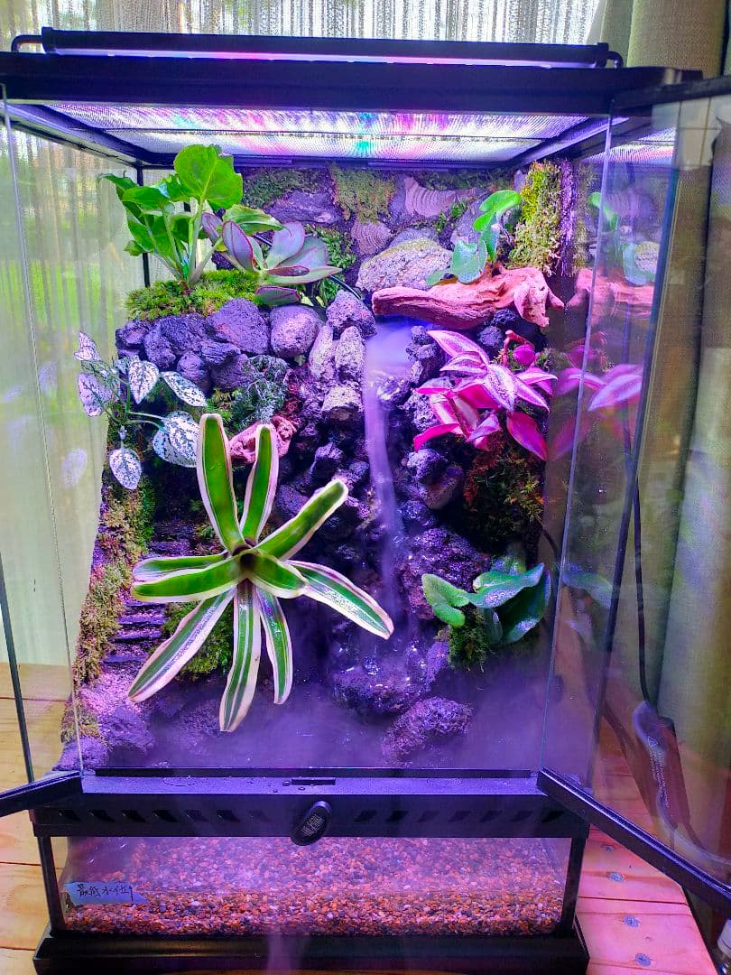 滝の流れる化石と苔のテラリウム、究極の飼育箱（化石、ライト、ミスト、階段付き）