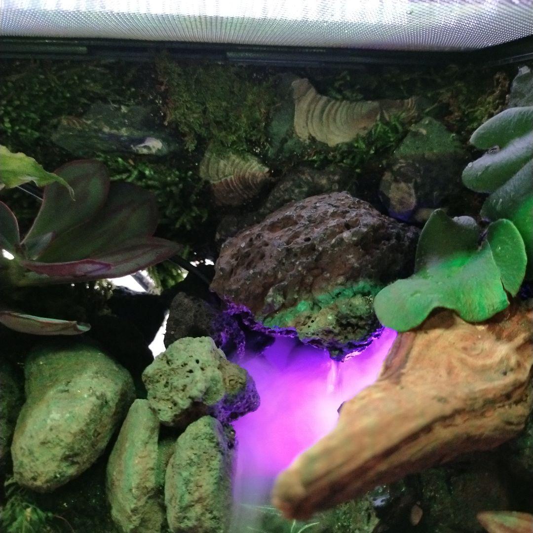 滝の流れる化石と苔のテラリウム、究極の飼育箱（化石、ライト、ミスト、階段付き）