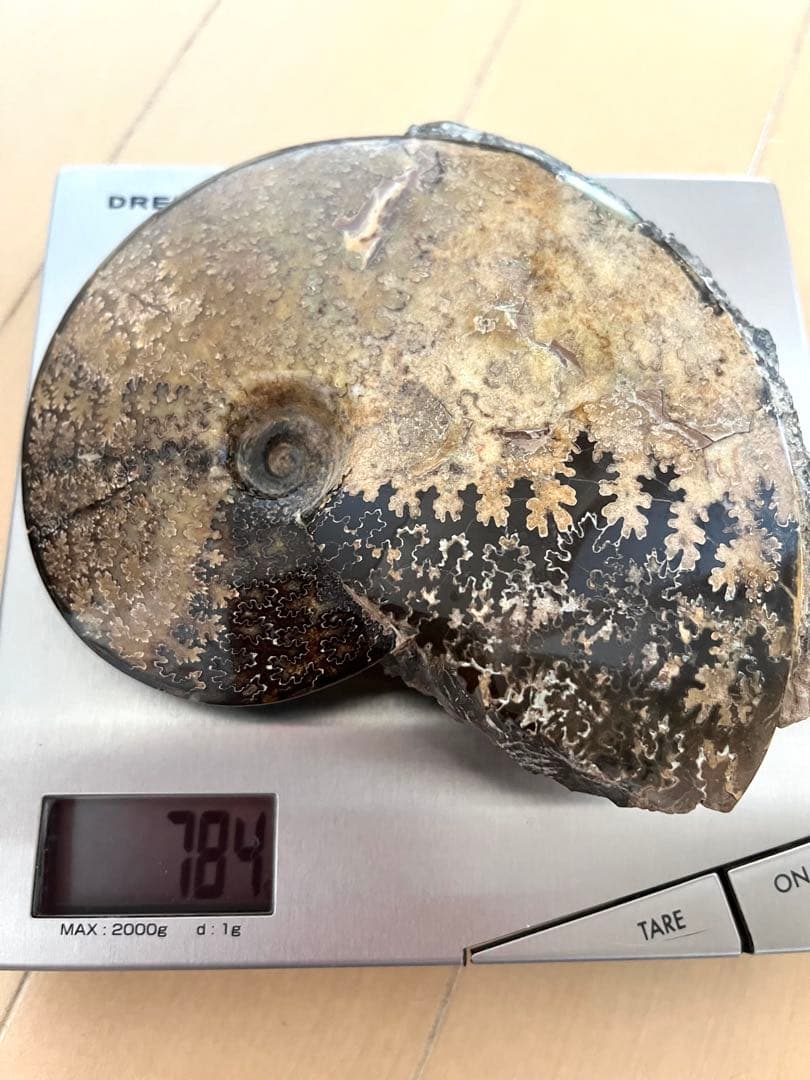 美品アンモナイト化石　菊石　レア15.5cm