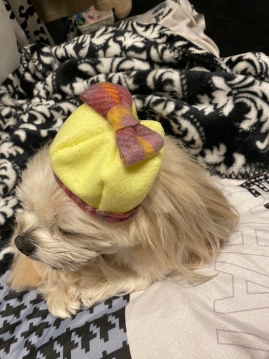 ⭕️ペット・ぬいぐるみ・人形帽子