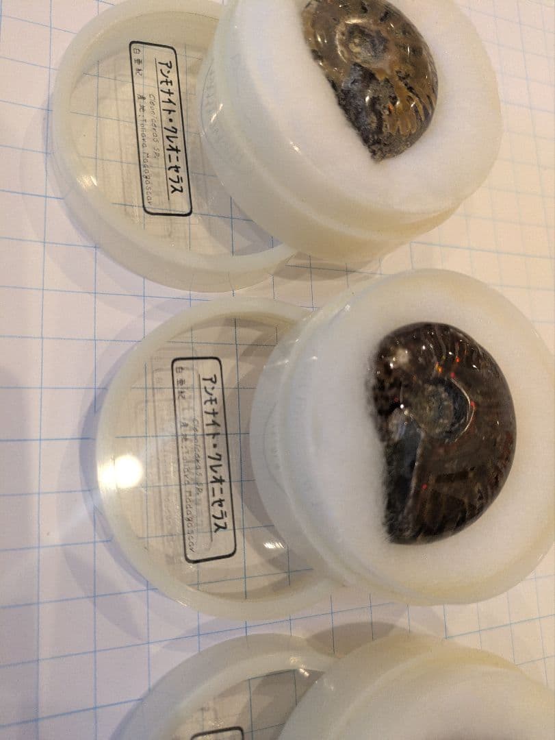 アンモナイト・アンモライト コレクション 約38個