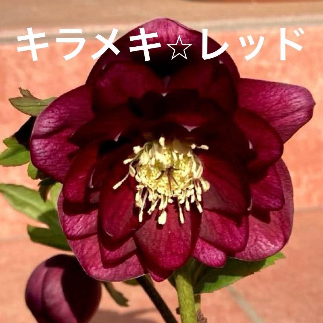 クリスマスローズ開花株 加藤農園　キラメキ⭐︎レッド