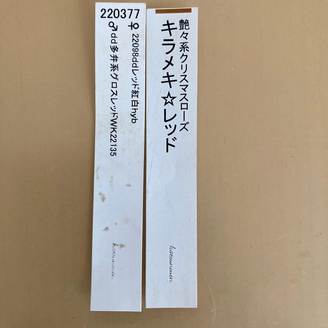 クリスマスローズ開花株 加藤農園　キラメキ⭐︎レッド