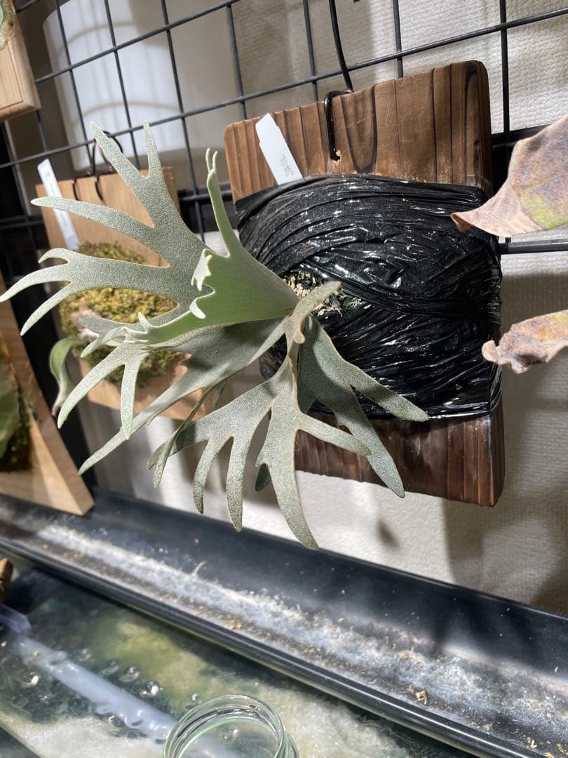 ビカクシダ jenny tc