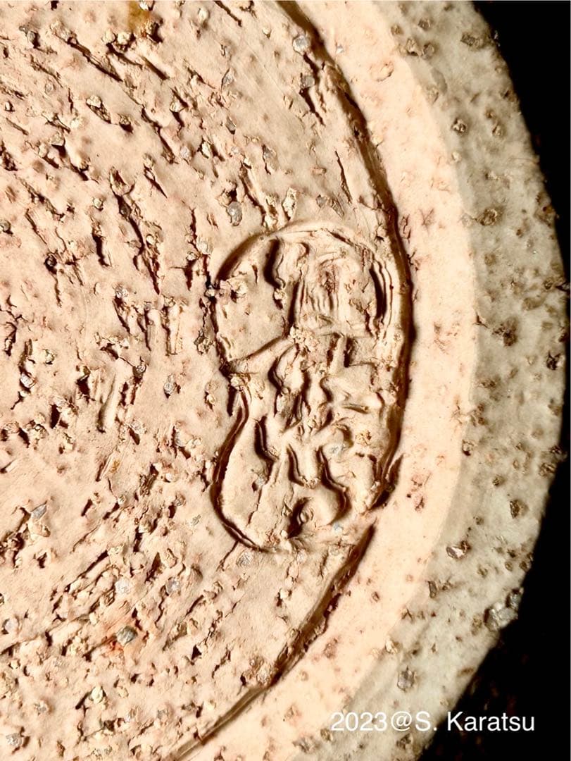 真葛香山 宮川香山 稀少 真砂肌雛鶴図花瓶 共箱付