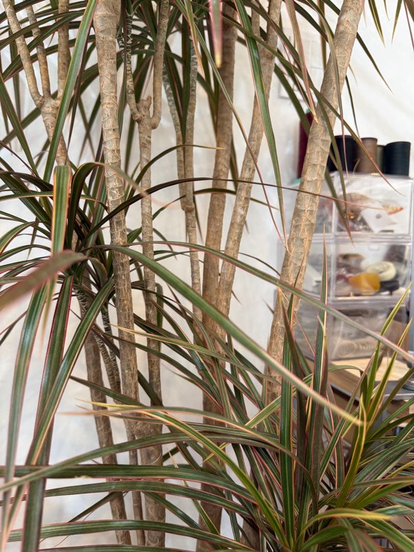 s*e様 (引き取り限定)ドラセナ・コンシンネ “レインボー”