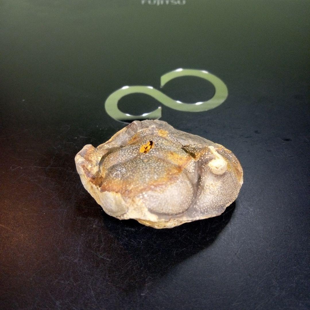 三葉虫　化石　fossil　海　ボリビア産　trilobite　ボリビア化石郡⑦