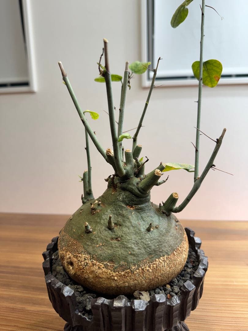 \" Adenia spinosa \" アデニア スピノーサ 陶器鉢 現地球