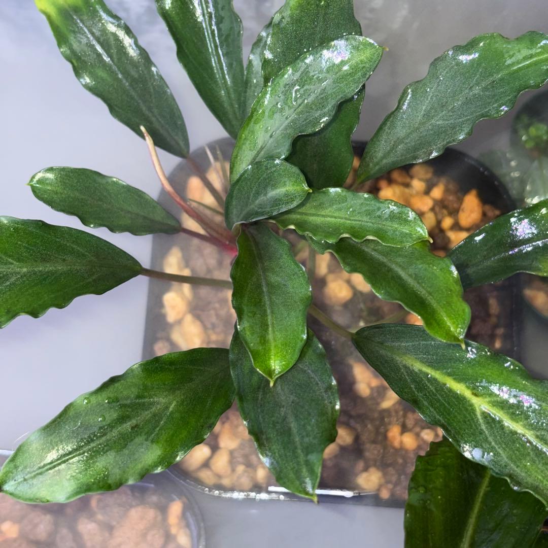 Bucephalandra sp. Pearl gray 05-23 TB便