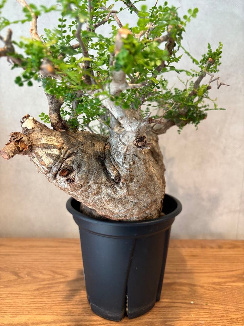 【希少樹形】パキプス／左右均等丸型・発根済み　みやび鉢