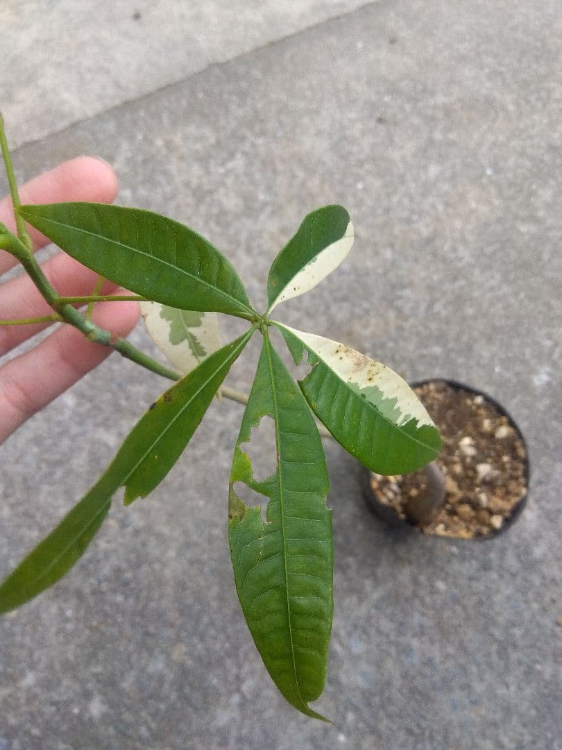 ちぃ　パキラ斑入り実生4号ポットつき