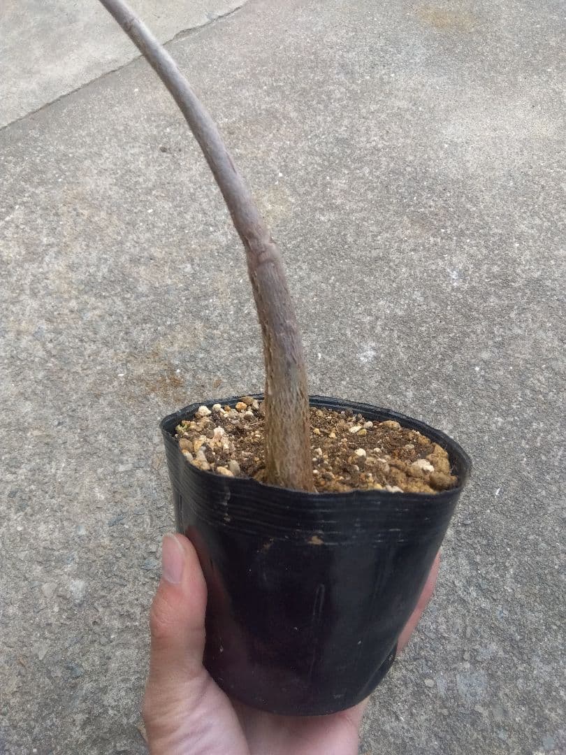 ちぃ　パキラ斑入り実生4号ポットつき