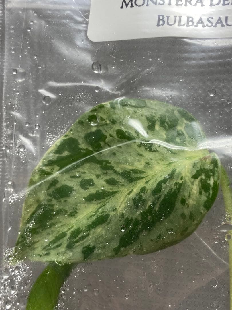 V*a様 【セール‼️】モンステラ　デリシオーサ　バルバソー　フシギダネ/ベトシ