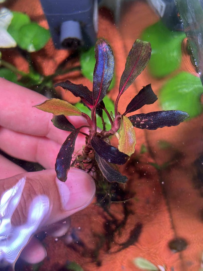 ブセファランドラspゴーストカリマンタン