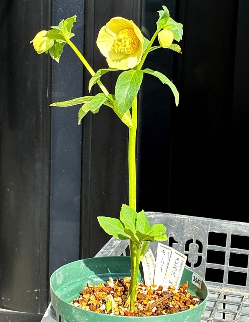 の*ん様 547☘️蕾花タグ付☘️超レア☘️極上☘️メビウス♾️[千重咲き]⭐️