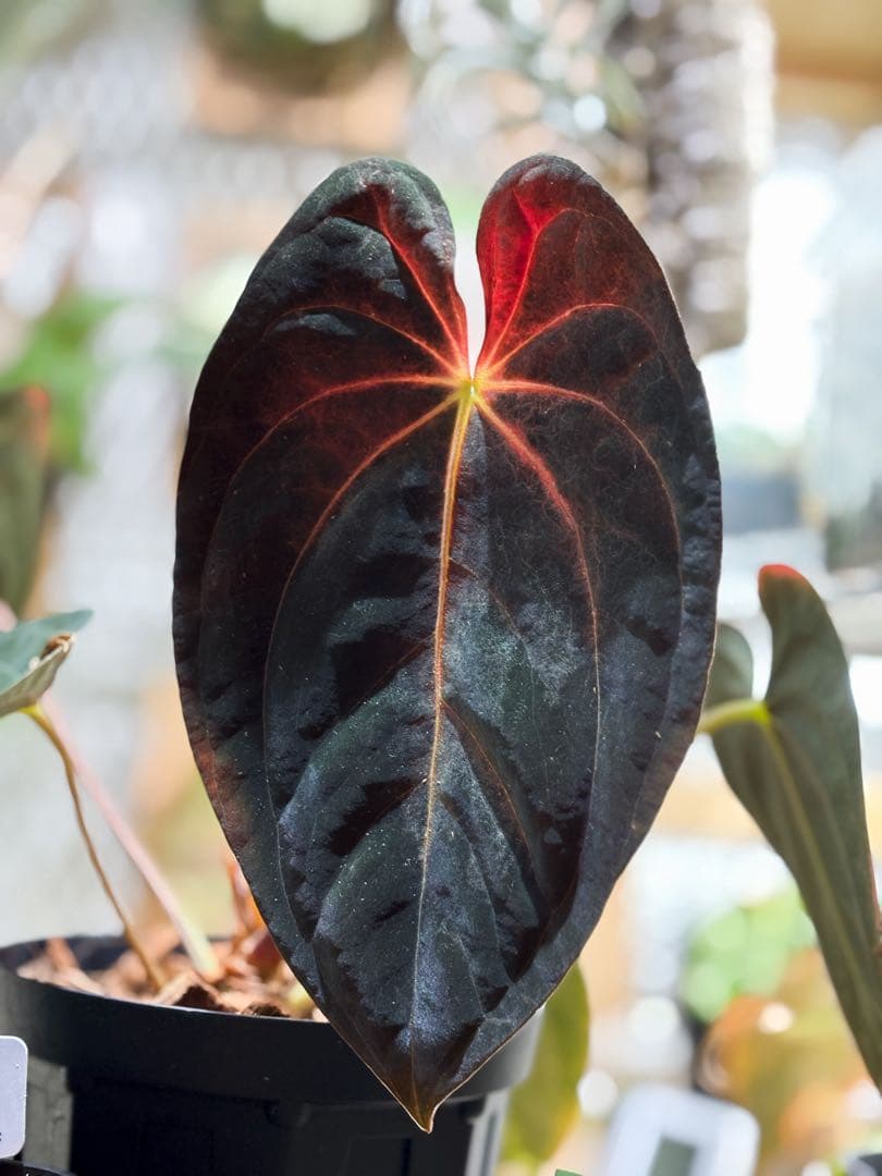 その他観葉植物 Anthurium papillilaminum