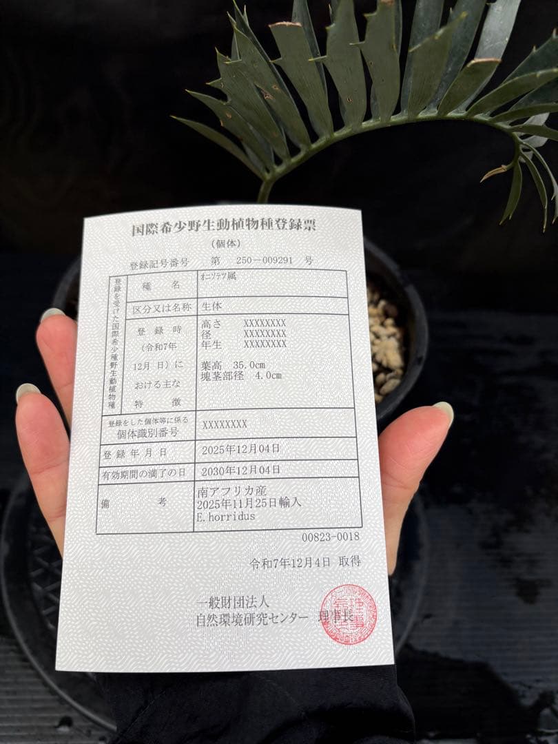 初売りセール　エンセファラルトス ホリダス ドワーフ　4㎝可愛いサイズ