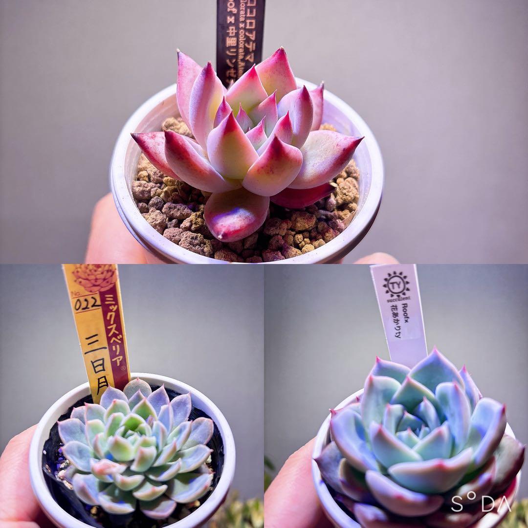 多肉風月さん　おらいさん　TYさん　3苗セット　札付き