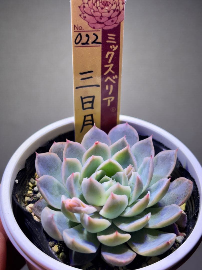 多肉風月さん　おらいさん　TYさん　3苗セット　札付き