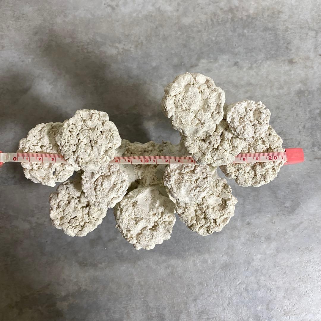 レイアウト済　ホワイト人工石 11個置ける　ライブロック　30cm水槽用