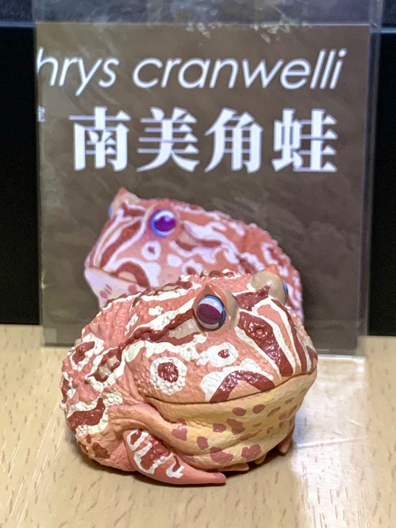 動物の惑星　クランウェルツノガエル　南美角蛙　Cranwelli