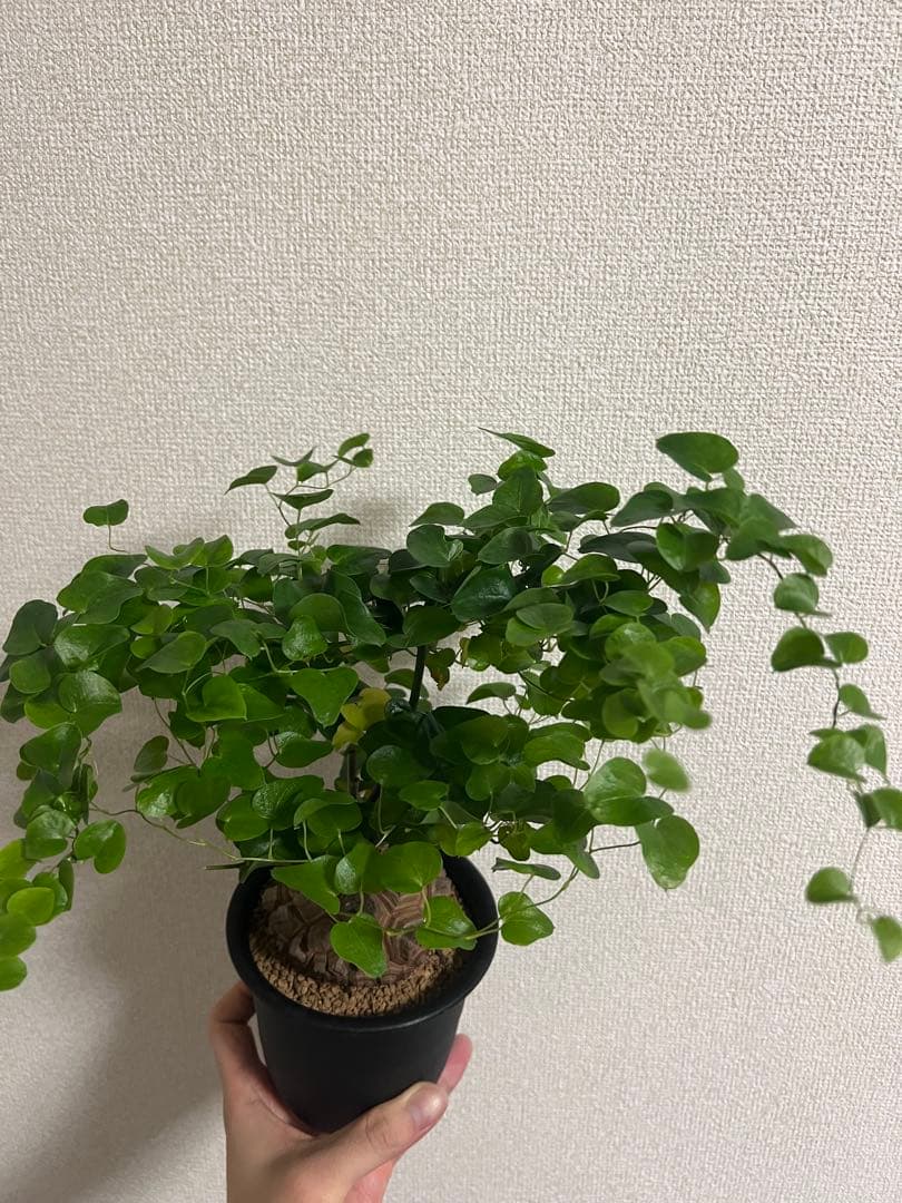 4寸鉢　亀甲竜　良形美株