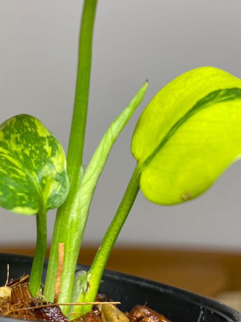 専用画面　【超美株✨超希少‼️】モンステラ　エレクトロライト　斑入り　メルカリ便