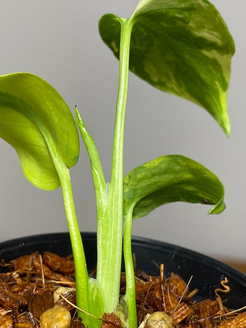 専用画面　【超美株✨超希少‼️】モンステラ　エレクトロライト　斑入り　メルカリ便