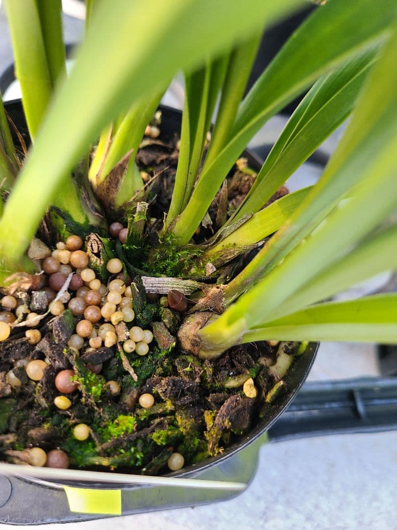 ミスマフェット。花芽合計22個。5鉢セット。蜜蜂誘引蘭。日本蜜蜂