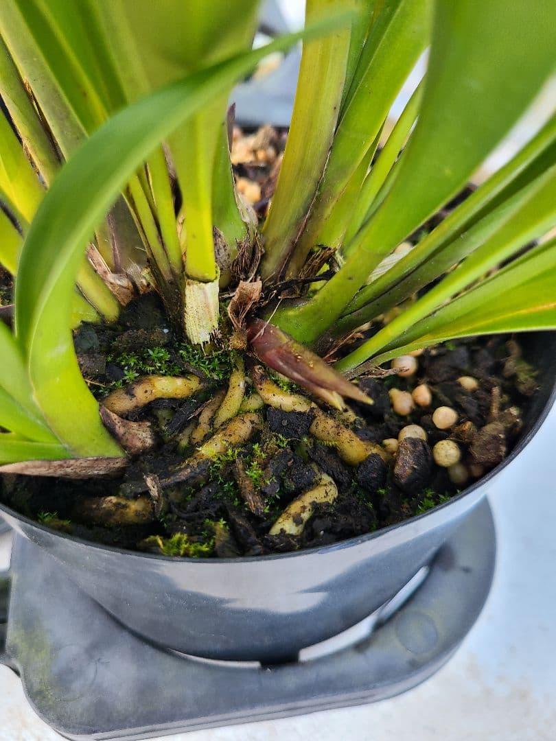 ミスマフェット。花芽合計22個。5鉢セット。蜜蜂誘引蘭。日本蜜蜂