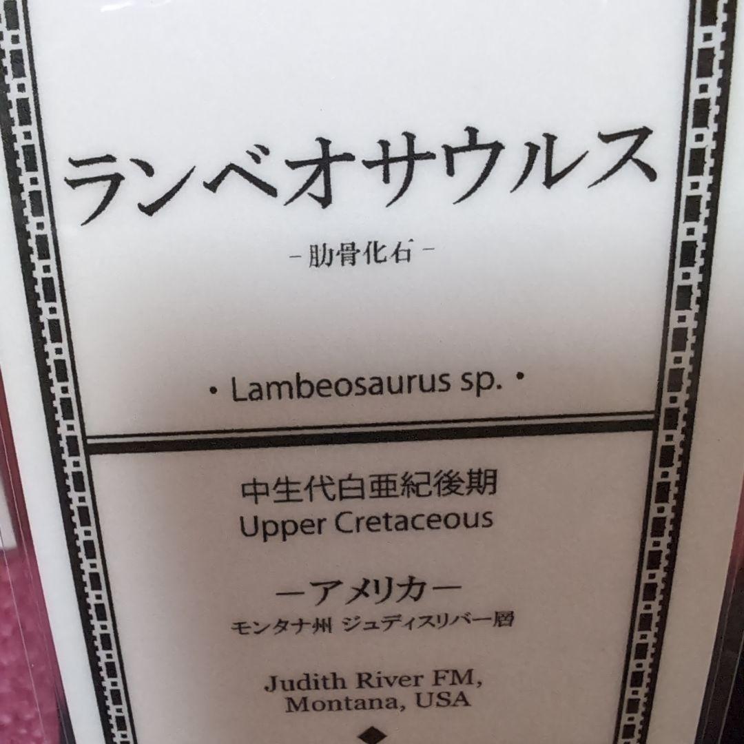 本物　ランベオサウルス　助骨化石　143グラム　ラベル付き